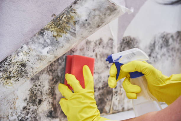 Why You Should Choose Our Mold Remediation Services in Man, WV